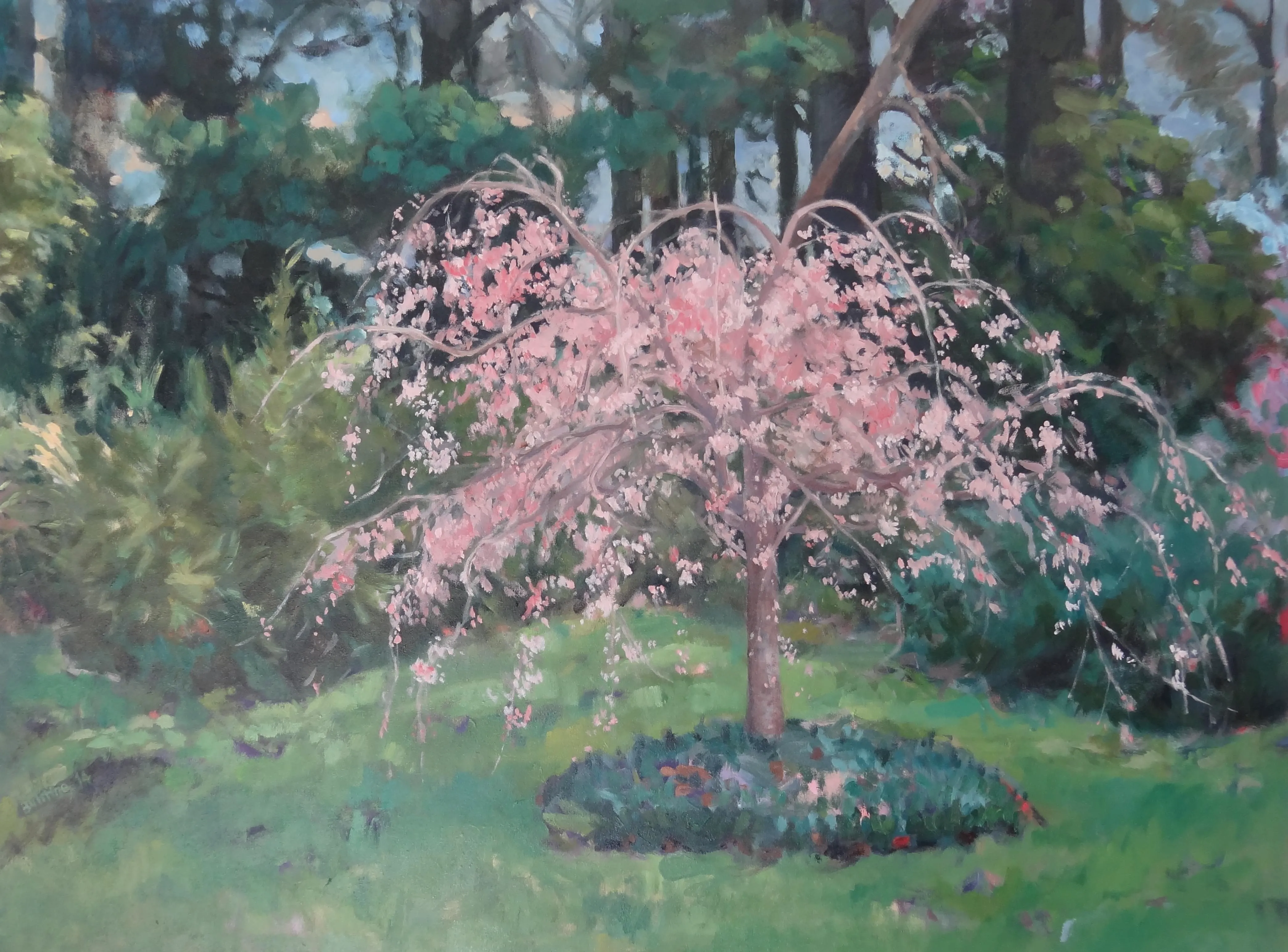 Weeping Cherry Oil painting DSC05630